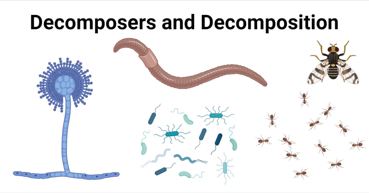 Decomposers- Definition, Types, Examples, Decomposition
