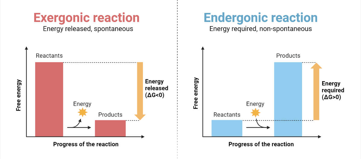 Free Energy Changes (dG) in Exergonic and Endergonic Reactions