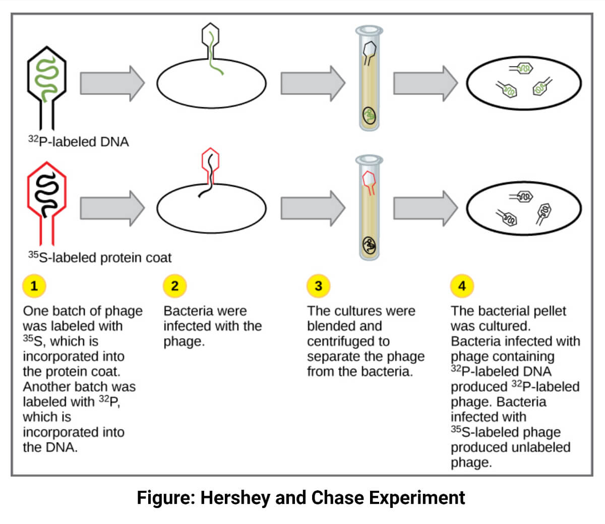 Hershey and Chase Experiment