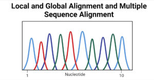 Local and Global Alignment and Multiple Sequence Alignment