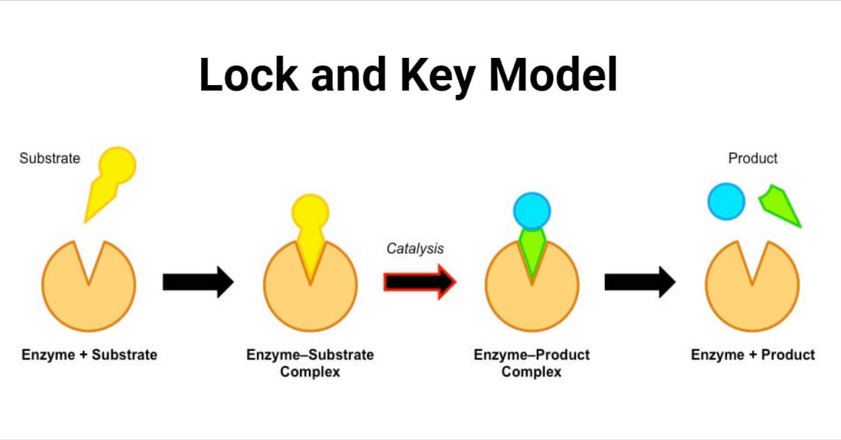 Lock and Key Model- Mode of Action of Enzymes