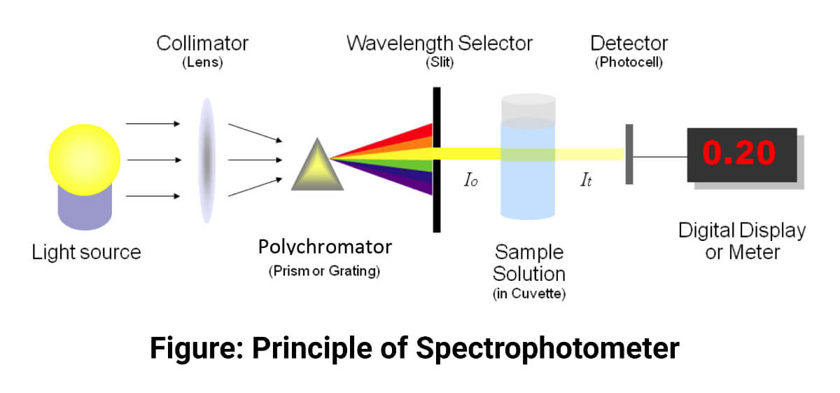 Principle of Spectrophotometer