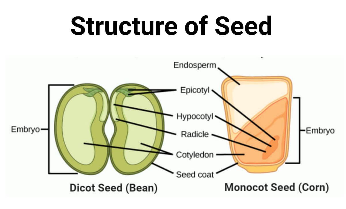 Structure of seed