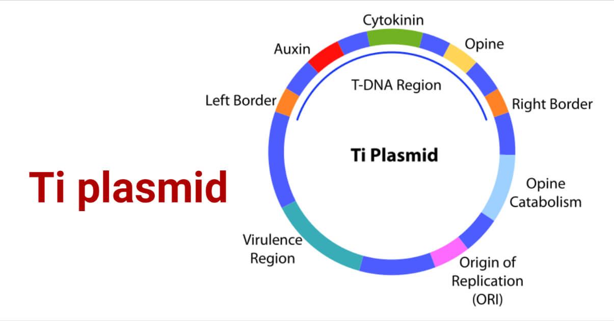 Ti plasmid