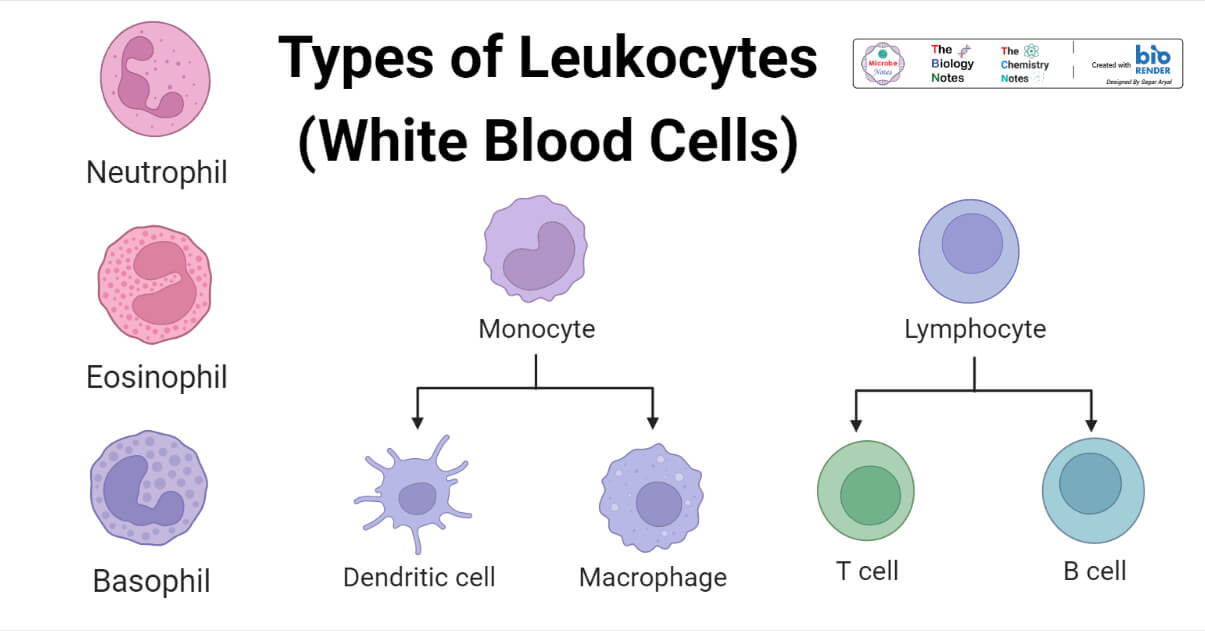 Types of Leukocytes (White Blood Cells)
