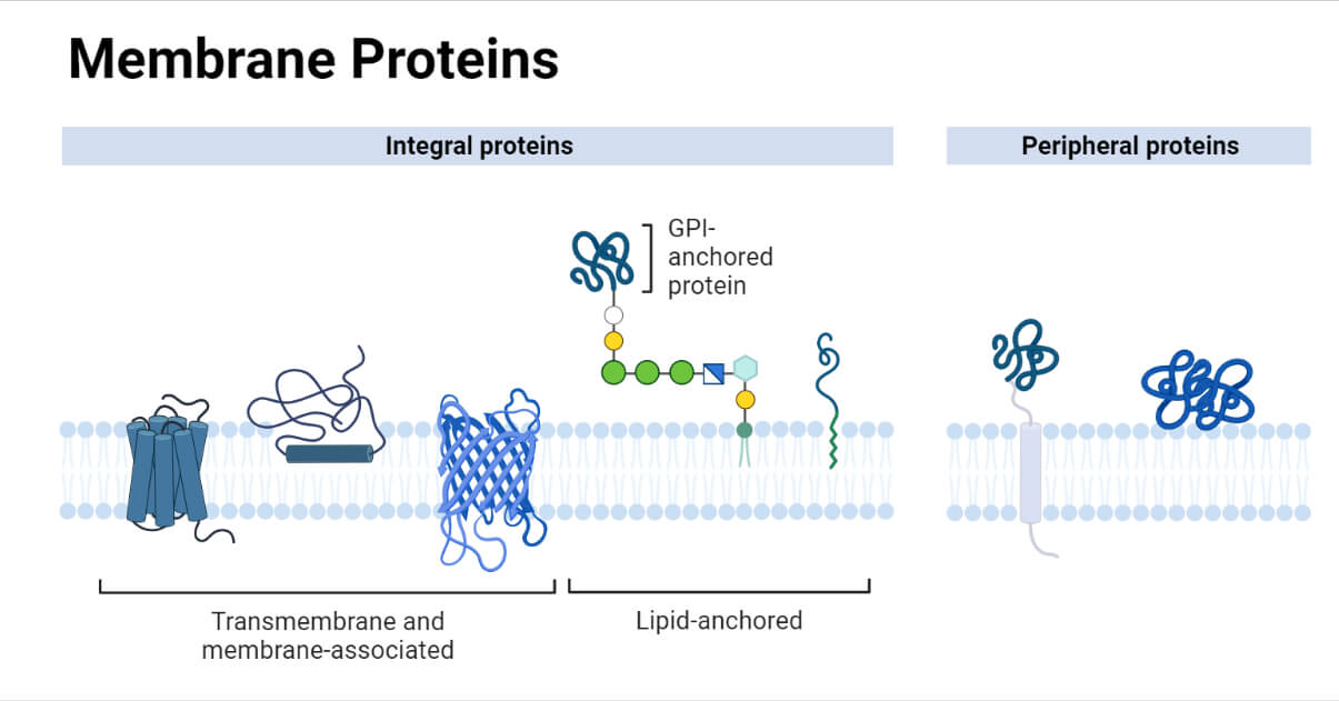 Types of membrane proteins