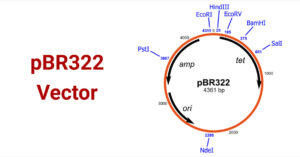 pBR322 Vector