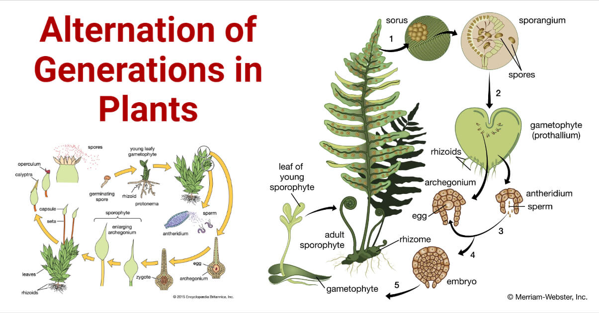 Alternation of Generations- Life Cycle in Plants