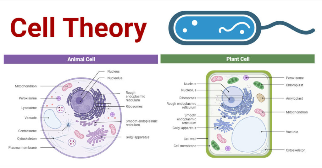 What Is The Cell Theory Answer Key