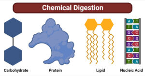 Chemical Digestion of Carbohydrate, Protein, Lipid, Nucleic Acid