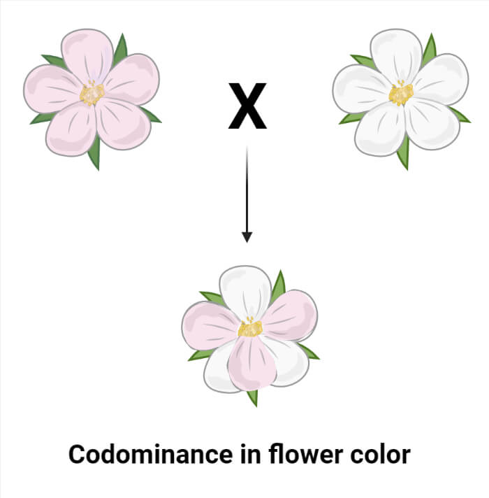 Codominance in Flower color