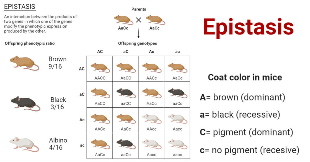 epistasis-definition-classes-types-examples-significances