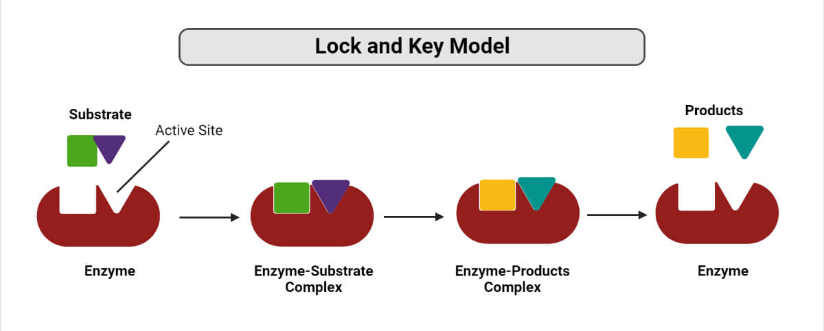 Lock and key model of Enzymes