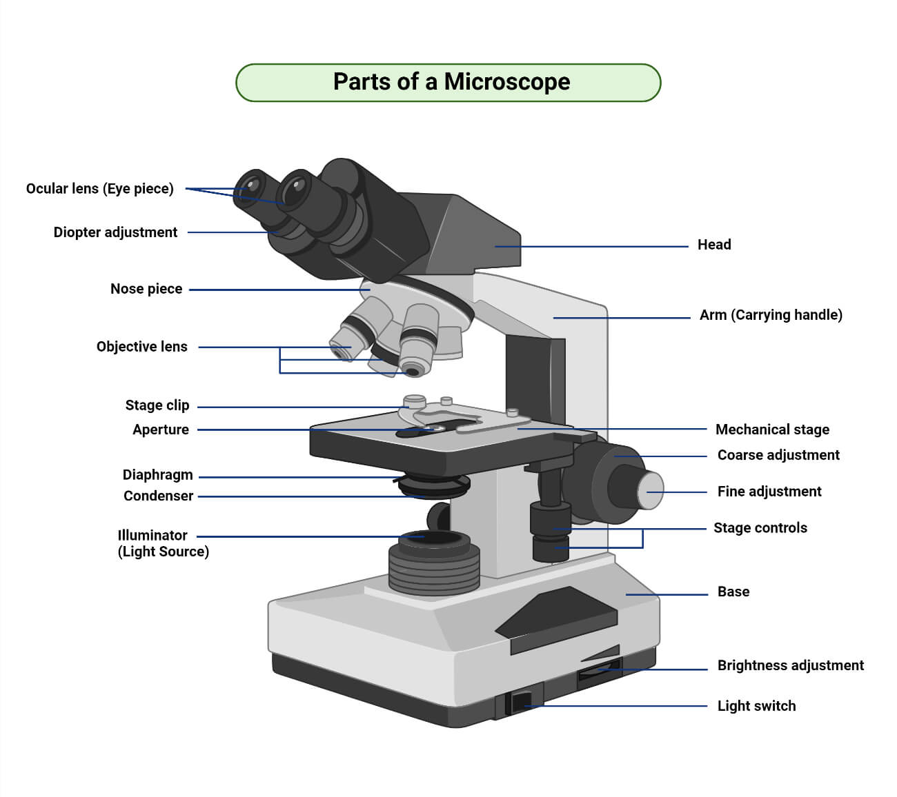 Parts of a Microscope with Functions