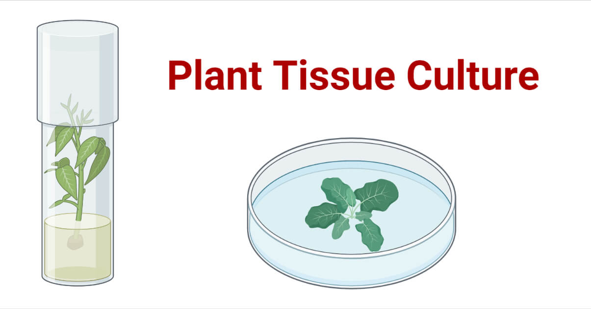 Plant Tissue Culture- Definition, Media, Steps, Types, Uses