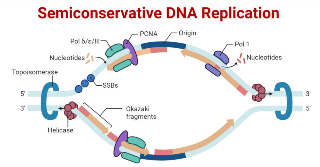 semiconservative-dna-replication-in-prokaryotes-and-eukaryotes