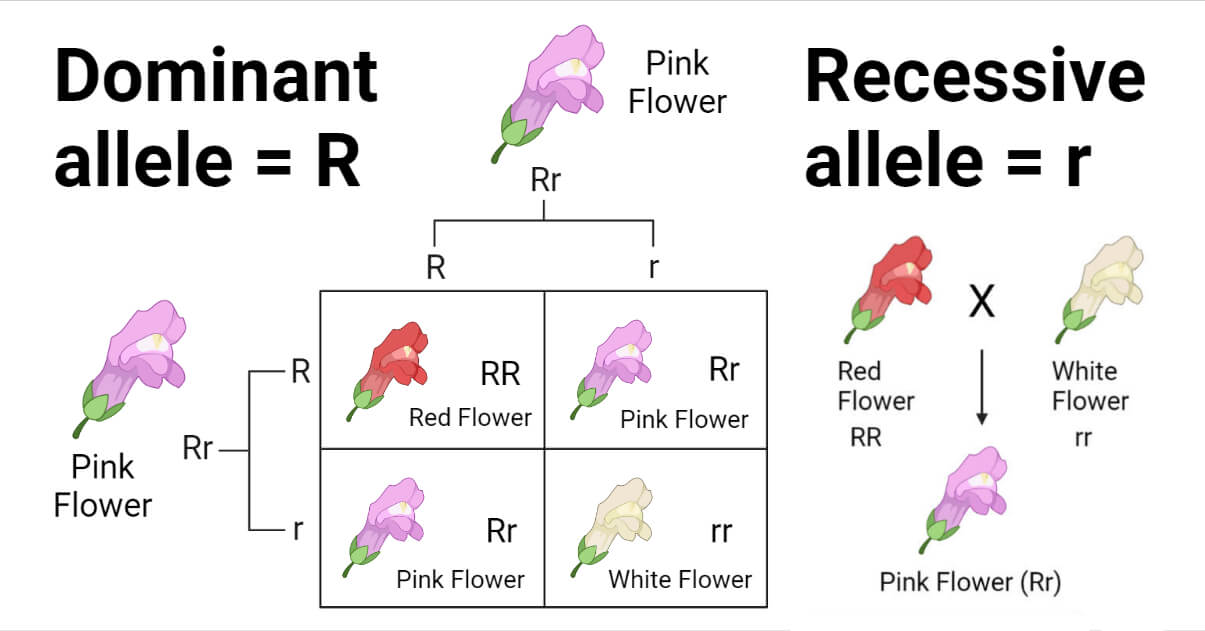 Dominant and Recessive Traits in Plants, Animals, and Humans