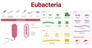 Eubacteria