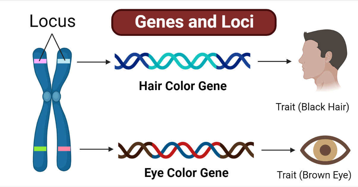Genes and Loci- A Complete Guide