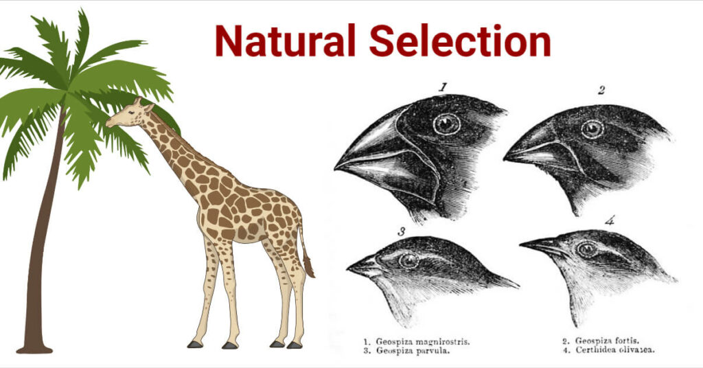 Natural Selection Definition Theory Types Examples