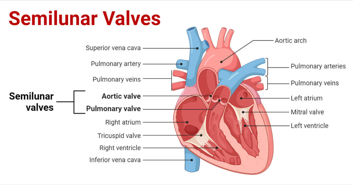 Semilunar valves