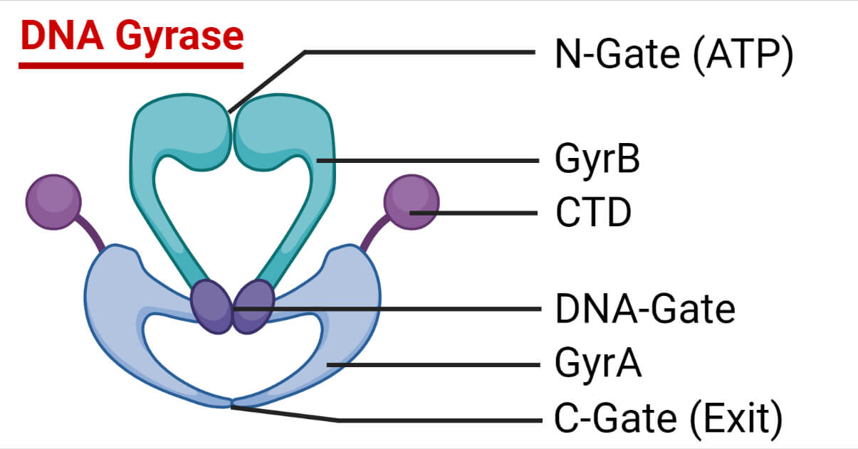 Structure of DNA Gyrase