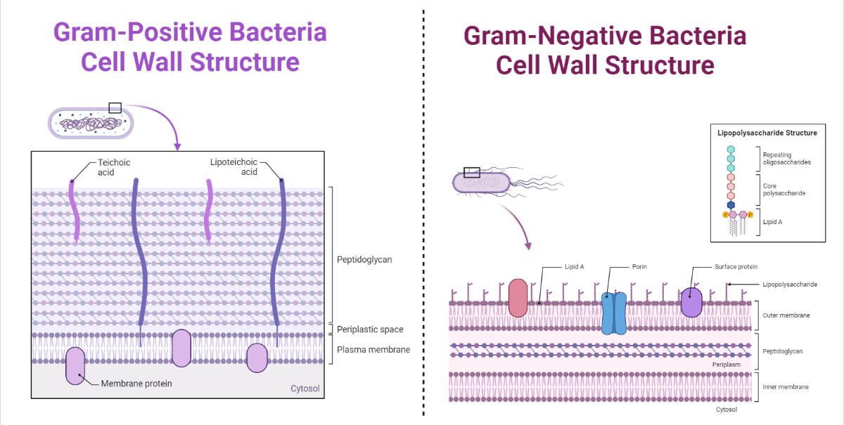 Types of Eubacteria- Gram-positive and gram-negative