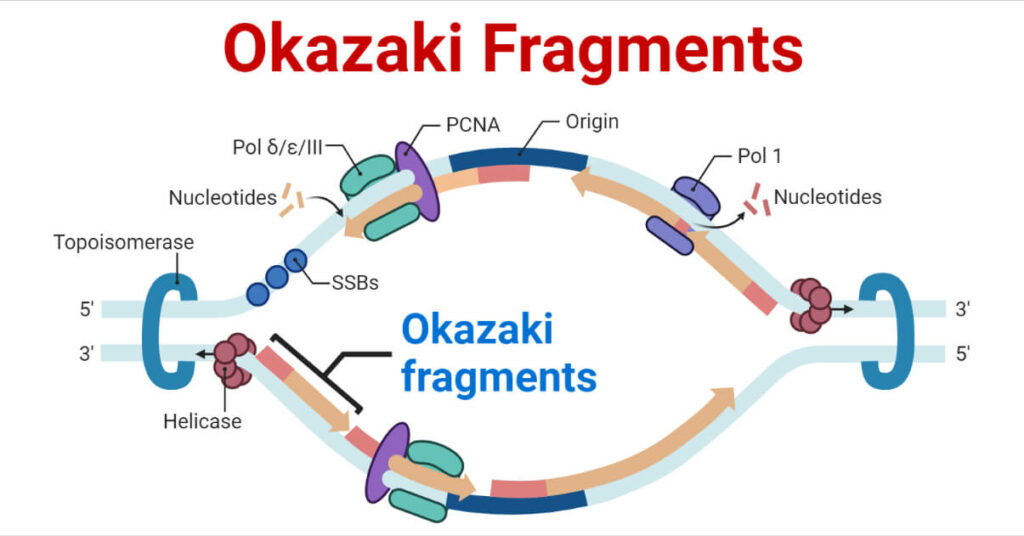 okazaki-fragments-definition-formation-significances