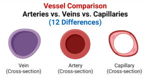 Arteries vs. Veins vs. Capillaries