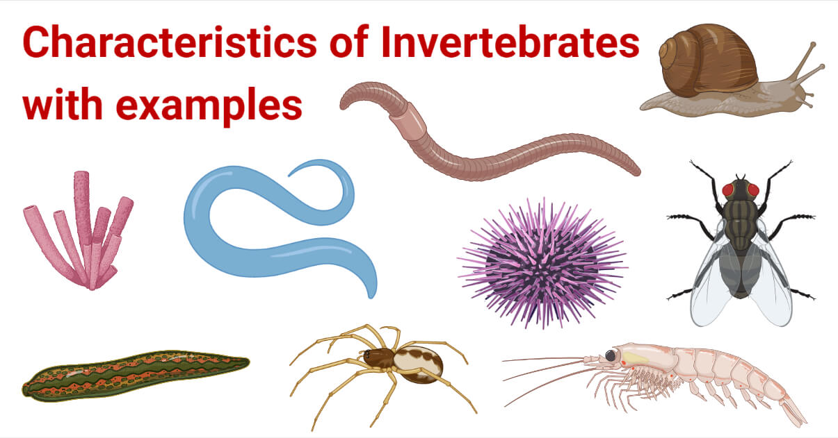 Characteristics of Invertebrates with examples