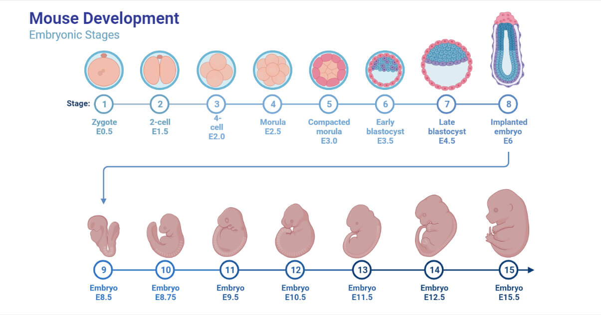 Mouse Development, Embryonic Stages