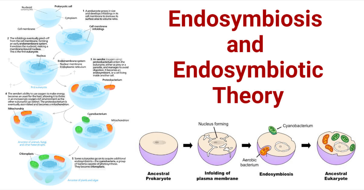 Serial endosymbiosis and Process of Endosymbiosis