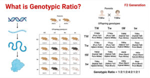 Genotypic Ratio