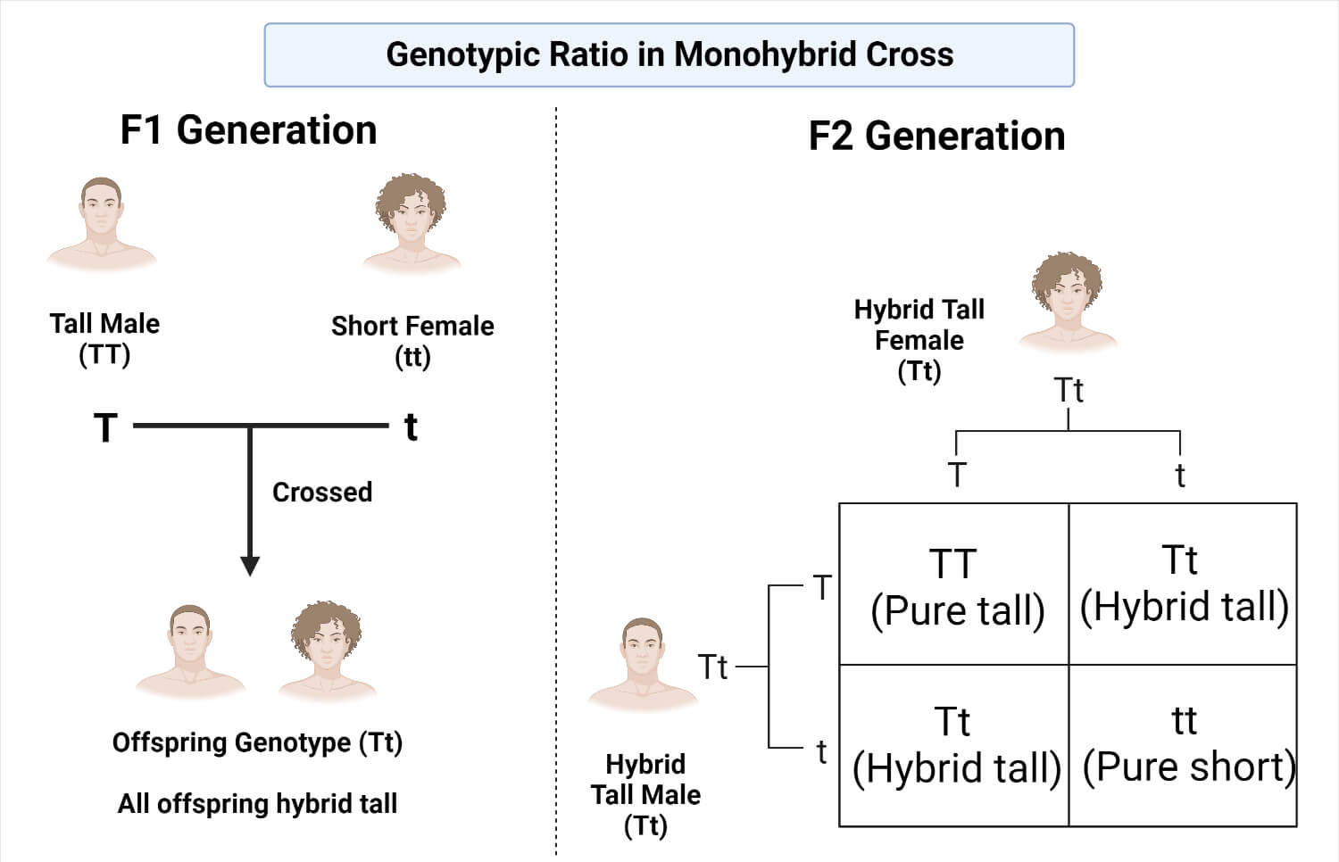Genotypic Ratio in Monohybrid Cross
