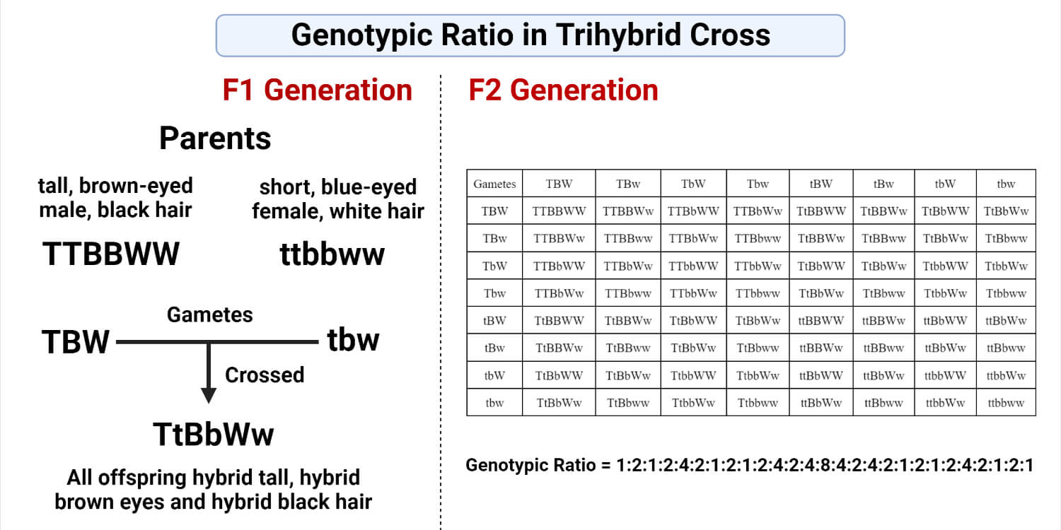 Genotypic Ratio in Trihybrid Cross