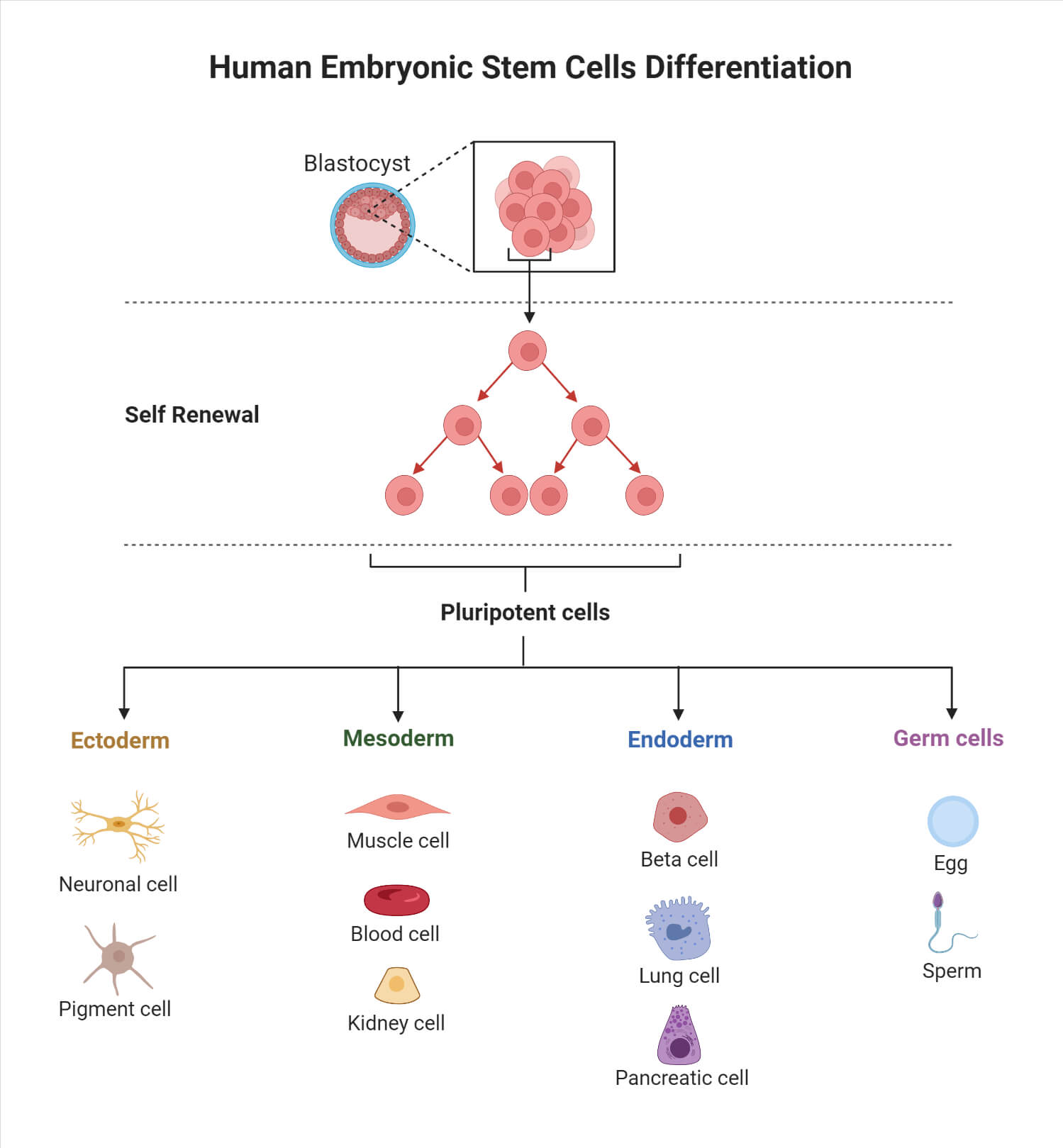 Human Embryonic Stem Cell Differentiation