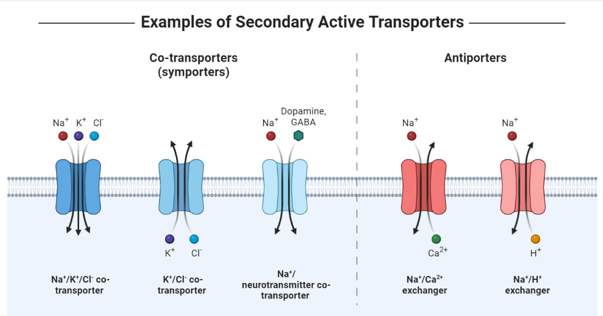 Active Transport- Features, Types, Proteins, Significance