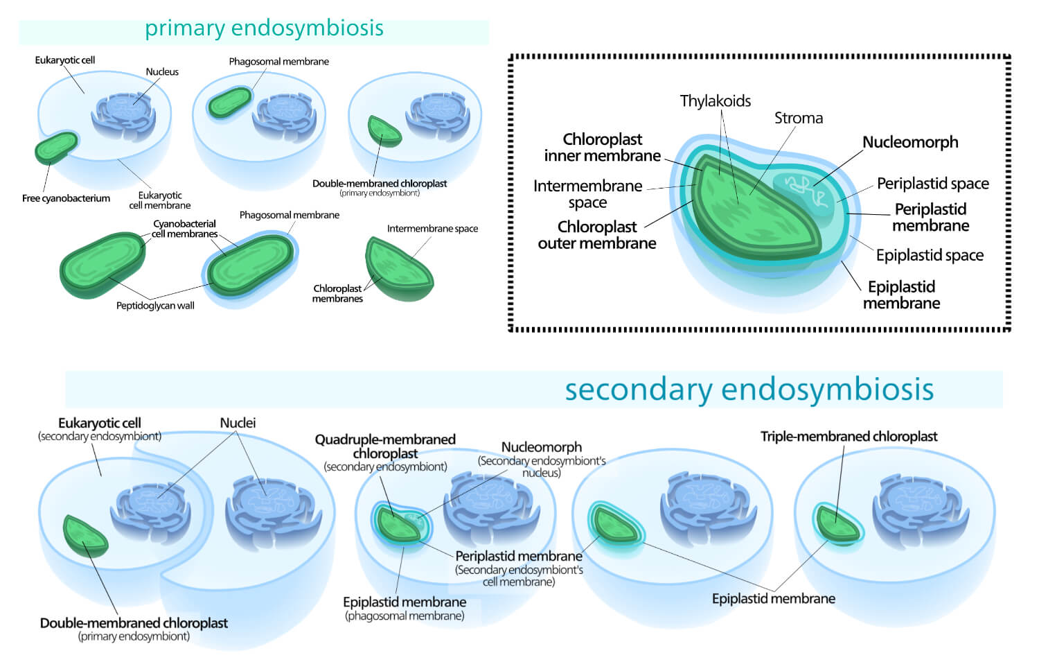 Primary and secondary endosymbiosis of chloroplasts