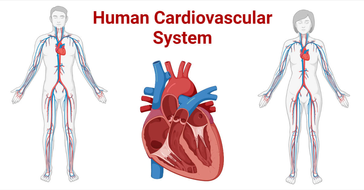 Human Cardiovascular System- Organs, Functions, Diseases