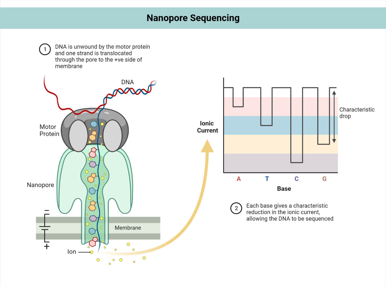 Nanopore sequencing