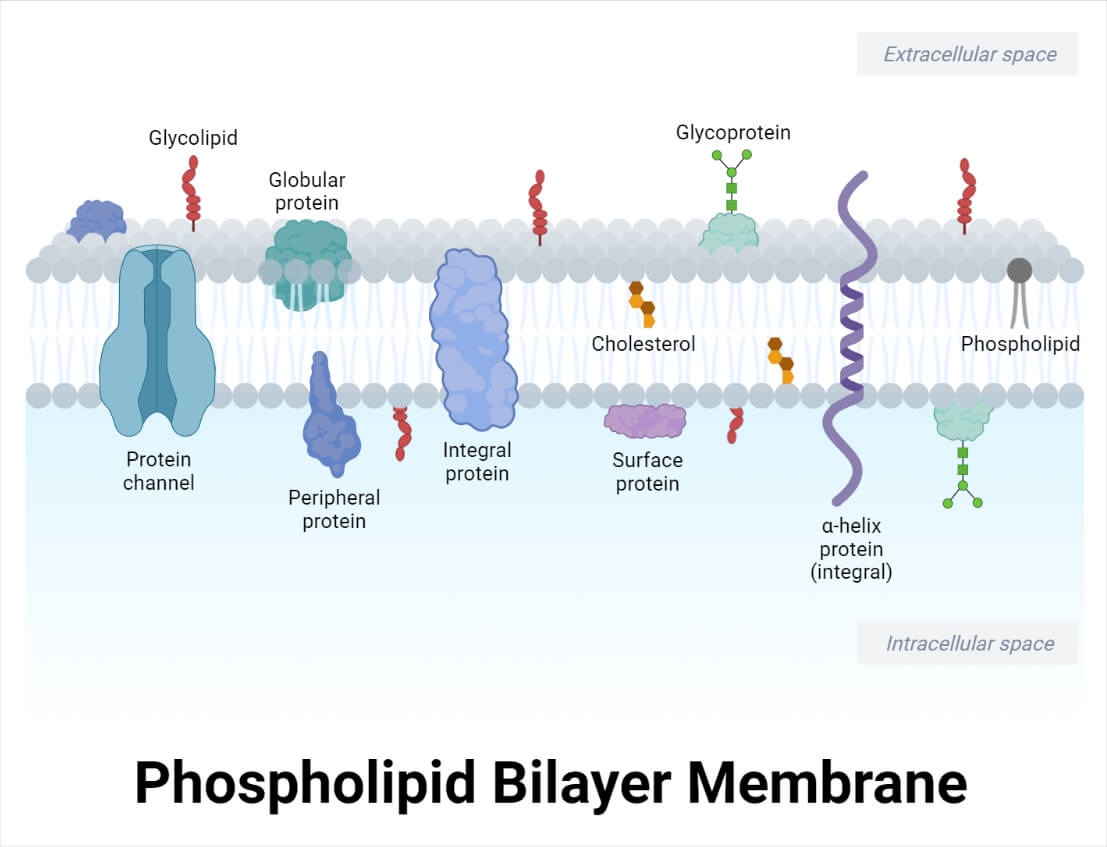 Phospholipid Bilayer Membrane