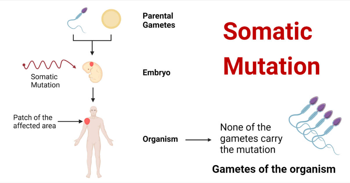 Somatic Mutation