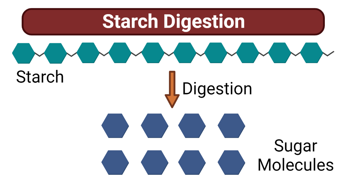 Starch Digestion