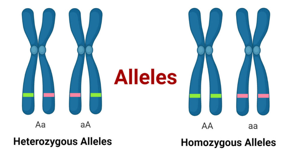 Alleles Definition Types Features Applications 5011