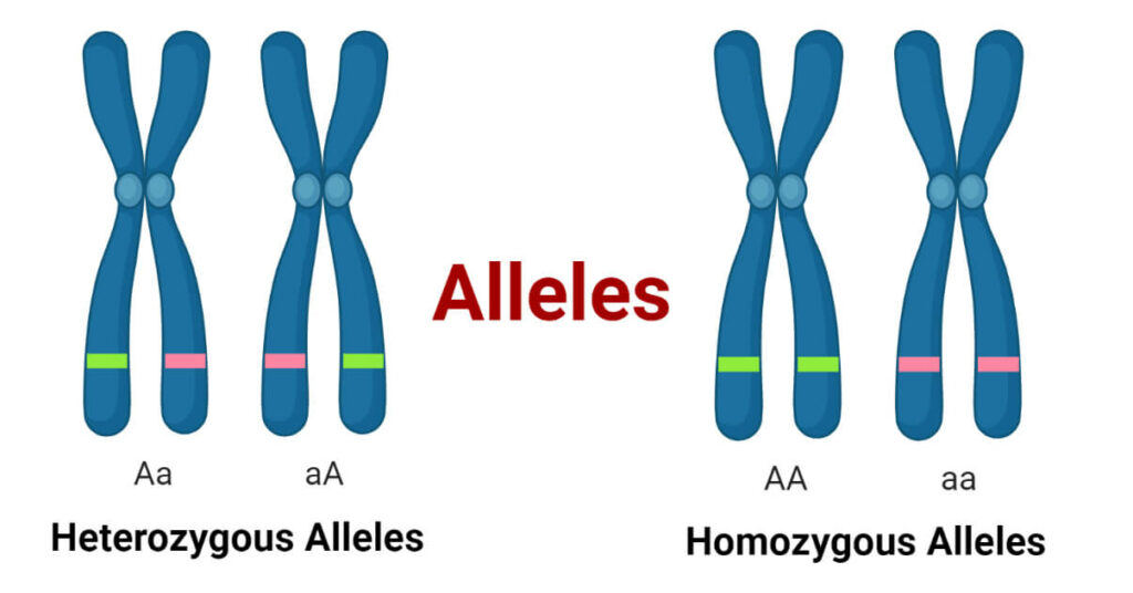 alleles-definition-types-features-applications