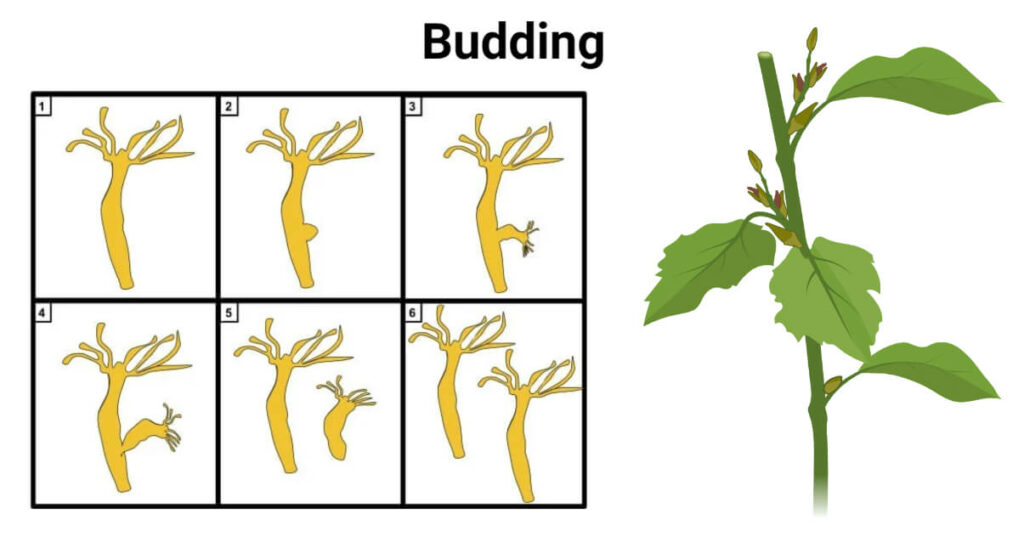Budding Asexual Reproduction In Plants And Hydra