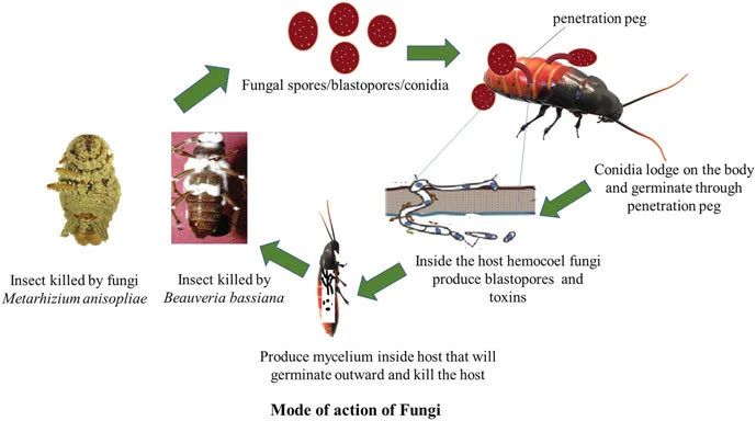 Mode of action of fungi-based biopesticides