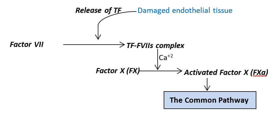 Representation of the extrinsic pathway of blood coagulation
