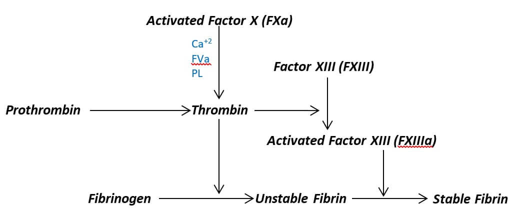 Representation of the final common pathway of blood coagulation