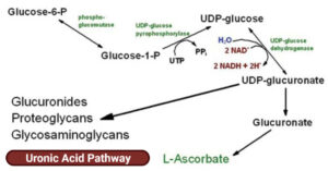 Uronic Acid Pathway